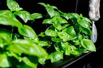 Basilikum Kräuter Küchenkräuter frisch gesund grün