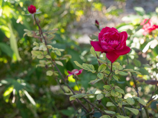 red rose in the garden