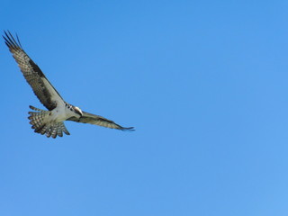 Osprey
