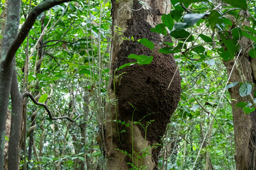 西表島の白ありの巣