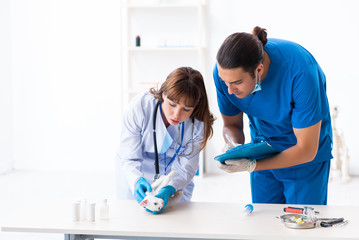 Two young vet doctors examining sick cat