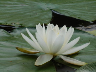 Water Lilly 2