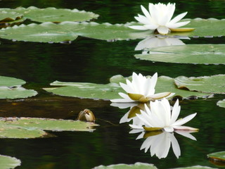 Water Lilly 3