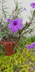 Flores de jardín color morado
