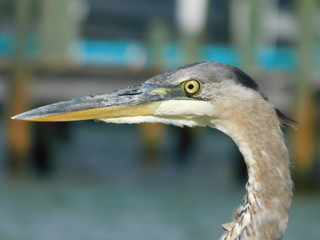 Heron 2