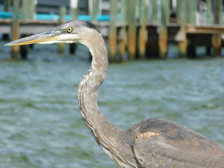 Heron 3