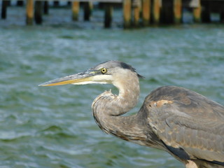 Heron 4