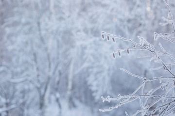 Fototapeta na wymiar frozen twigs in white hoarfrost against the background of a winter forest, cold winter weather, frost