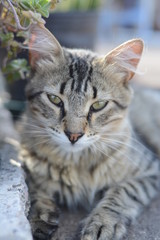Gato tranquilo de ojos verdes