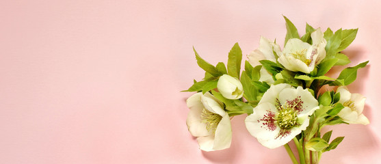 spring background. hellebore flowers on a delicate pink background. tenderness and romance. copy space place for text.