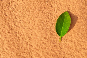 A green citrus leaf on a textured desert sand for a warm spring summer background and new life concept