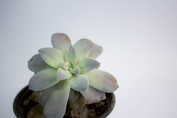 Planta pequeña de suculenta con fondo blanco