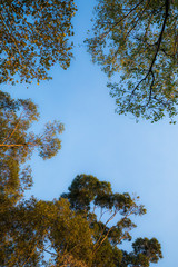 Obraz premium Eucalyptus and gum trees and sky in Australia