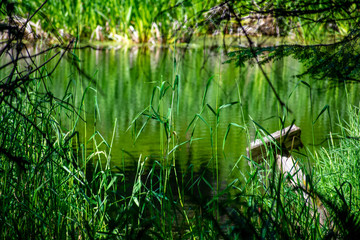 The Pond