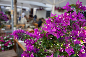 Blumen Frühling Sommer Restaurant