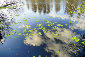 Beautiful Florida swamp winter landscape	
