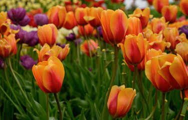 Orange and Red Tulips in Garden Bed