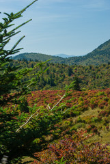 Autumn at Black Balsam, Pisgah National Forest