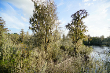 Obraz premium the winter landscape of florida