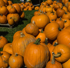 Pumpkins, North Carolina