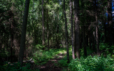 Fototapeta premium This is a forest located in Russia near the Volga River