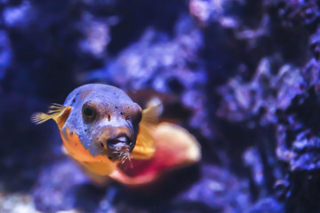 Close up view of the puffer fish in the sea © Pattana