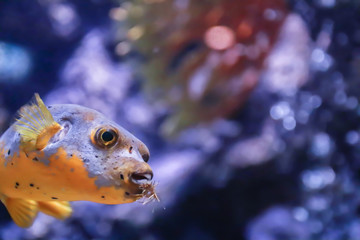 Close up view of the puffer fish in the sea © Pattana