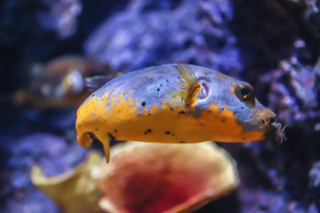 Close up view of the puffer fish in the sea © Pattana