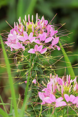 Close up pink flower and leaf on blur background