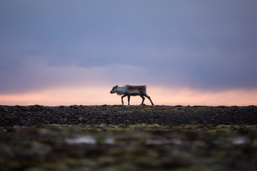 Reindeer in the wild in Iceland