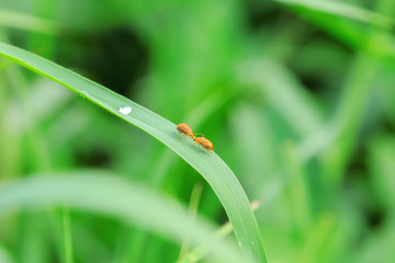 Orange Insects on green grass and blurred background