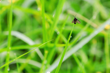Insects on grass and blurred background