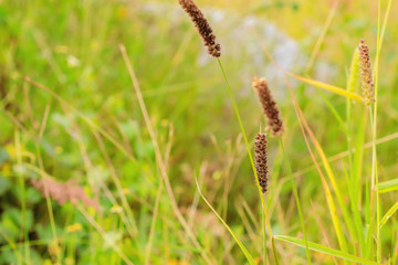 Grass flowers on a blurred background