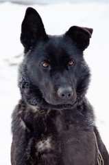 black dog with hoarfrost on wool