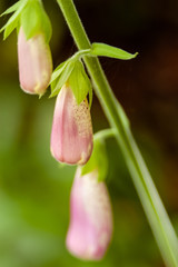 Close up of cultivated pink Foxglove flower, Digitalis sp., in warm sunlight