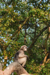 Dusky leaf monkey sitting on a branch 