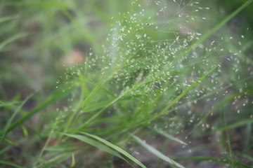 Abstract nature background