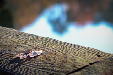 A single leaf resting on the dock with the autumn trees reflecting on the water in the background.