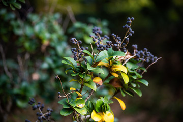 Dark berries and green leaves of ligustrum japonicum is close