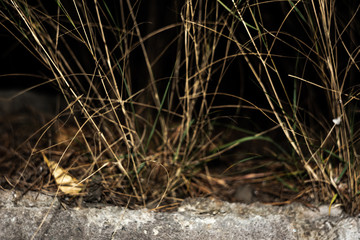 Abstract dark background with dry vegetation with curb