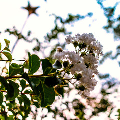 Warmed white flower