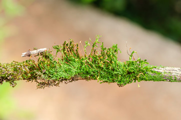 Hypnum Curvifolium Moss On A Stick