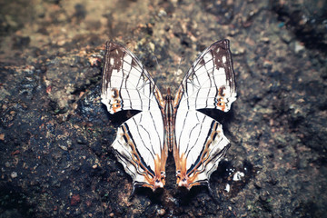 Common Map butterfly on the rock at Namtok Phlio National Park in Chanthaburi province Thailand