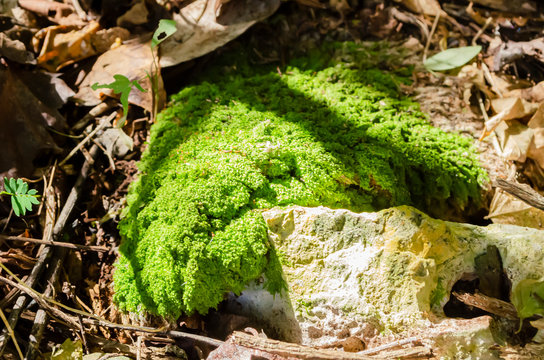 Hypnum Curvifolium Moss On Stone On The Ground