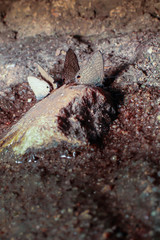 Ripple small gray butterfly on the rock