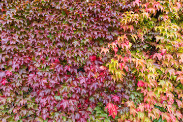 Wall of fall color leaves