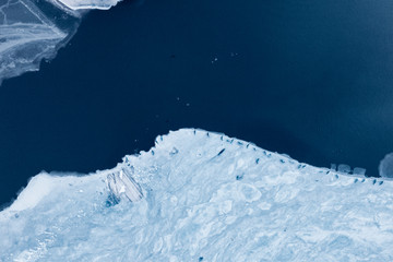 Ice sheet with Seals sleeping 