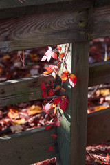 Bright red leaves poking through a wooden fence.