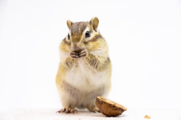 シマリス 