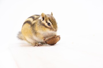 chipmunk isolated on white background